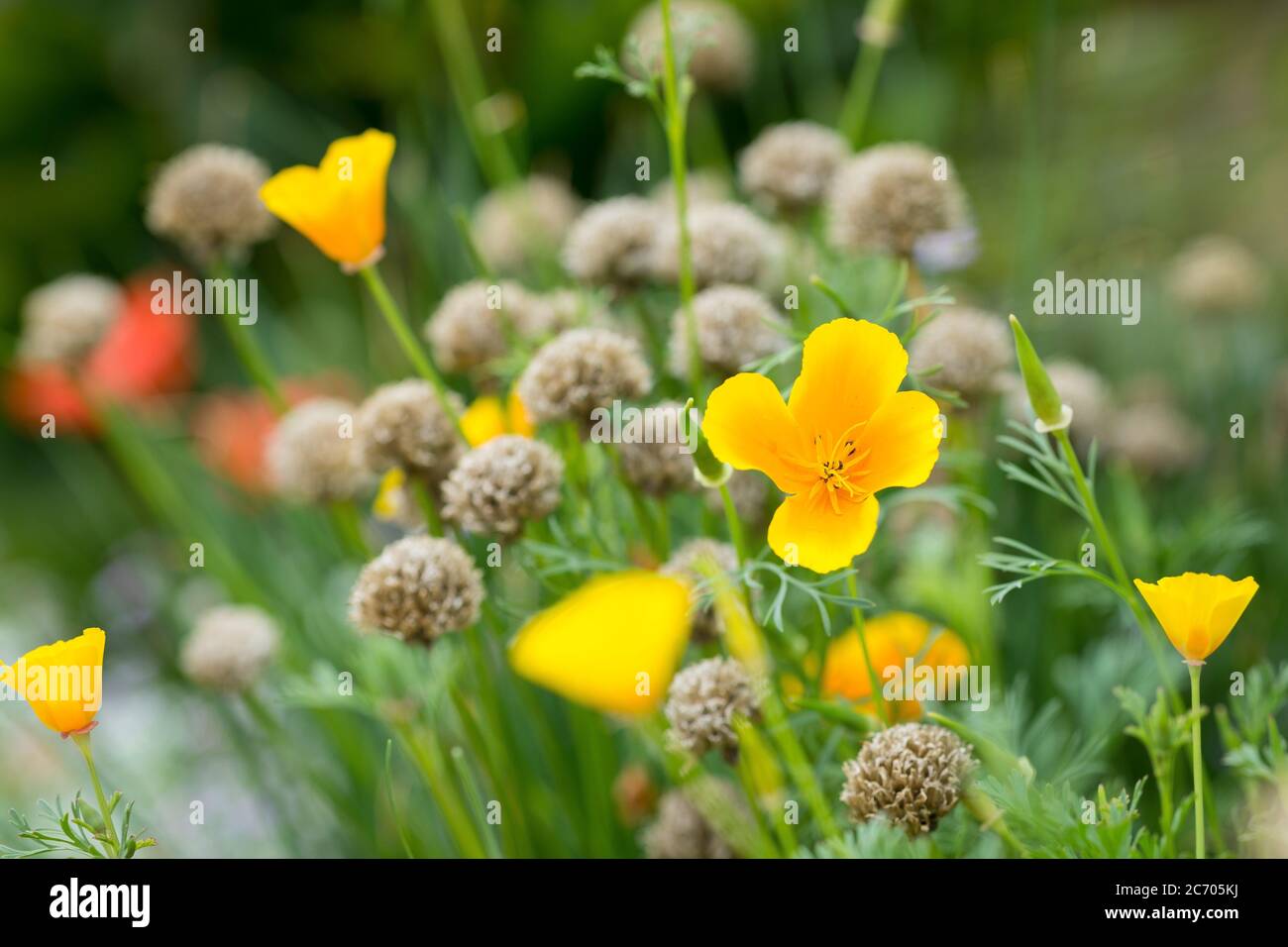 Poppies garden border hi-res stock photography and images - Alamy