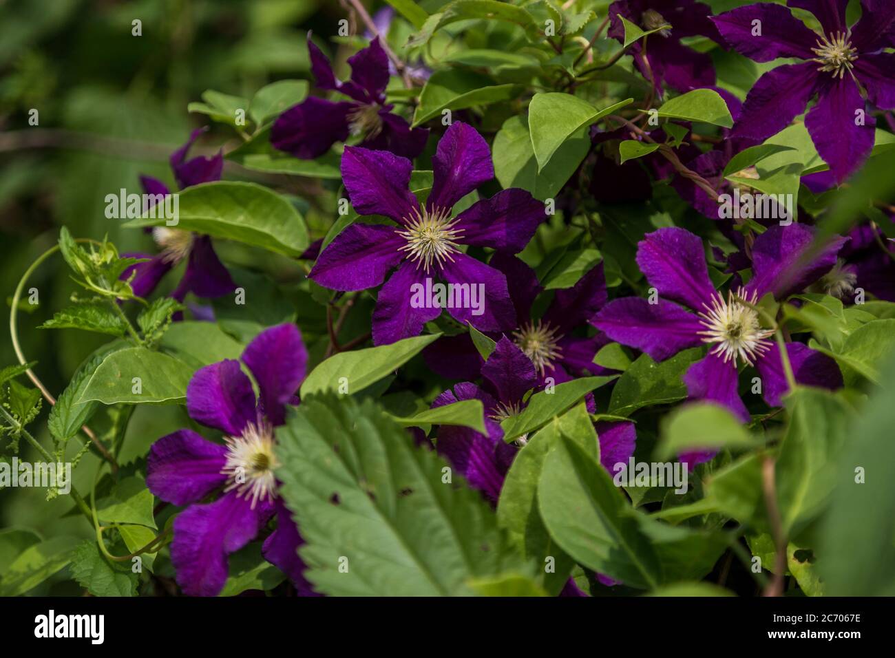 Climbing plant Clematis lanuginosa is able to climb the wire up to 2m in height Stock Photo