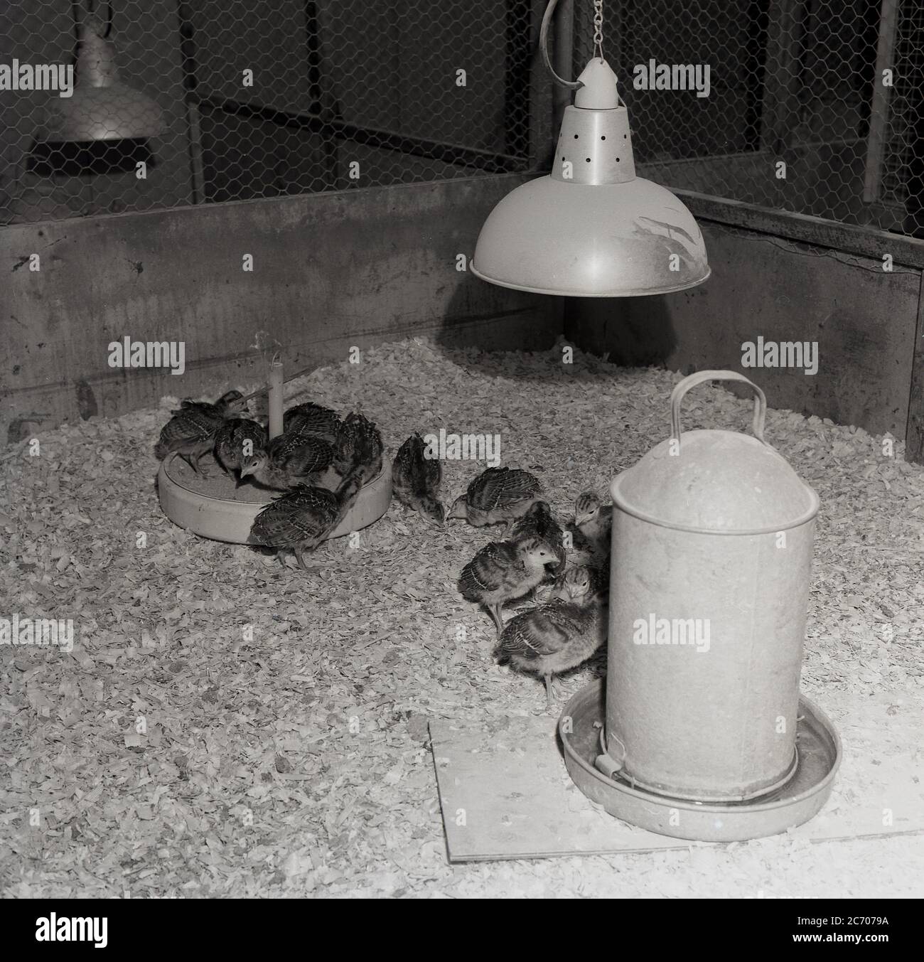 1950s, recently born chicks feeding inside a barn. England, UK. Baby