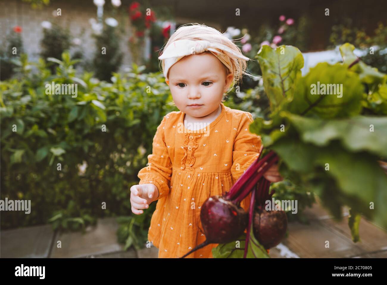 Child with beetroot in garden healthy food lifestyle vegan organic vegetables homegrown local farming agriculture concept Stock Photo