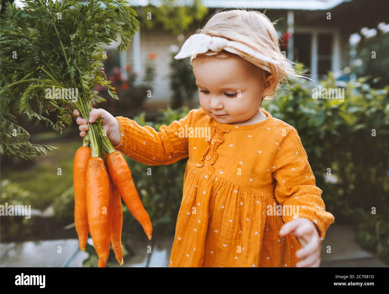 Child holding carrots in garden healthy food lifestyle vegan organic vegetables homegrown agriculture farming concept Stock Photo