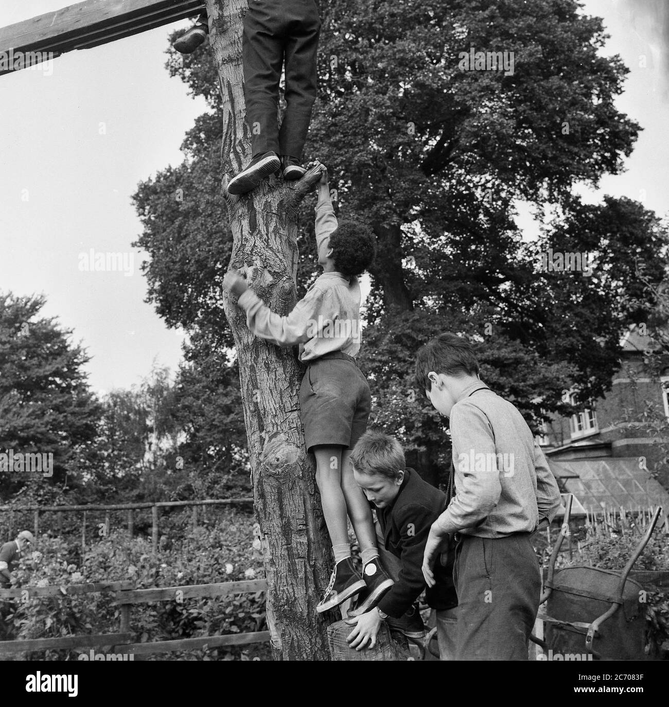 1960s, historical, a schoolboy helping another boy with a lift-up as he climbs the trunk of a tree outside in an urban garden area, South East London, England, UK. Stock Photo