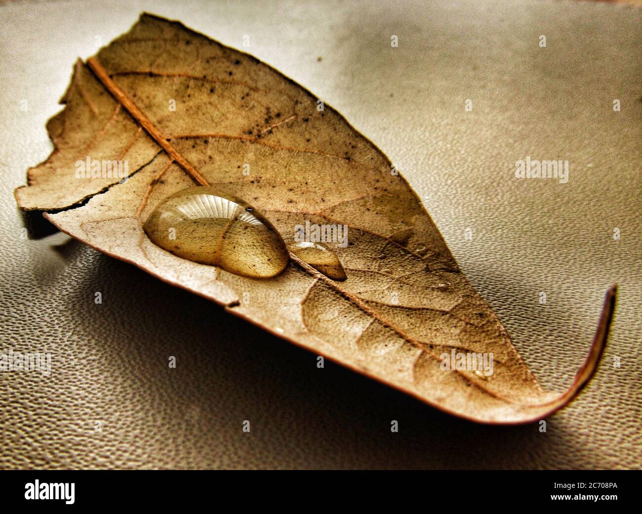 Various Macro Photography Images credit Ian Fairbrother/Alamy Stock ...