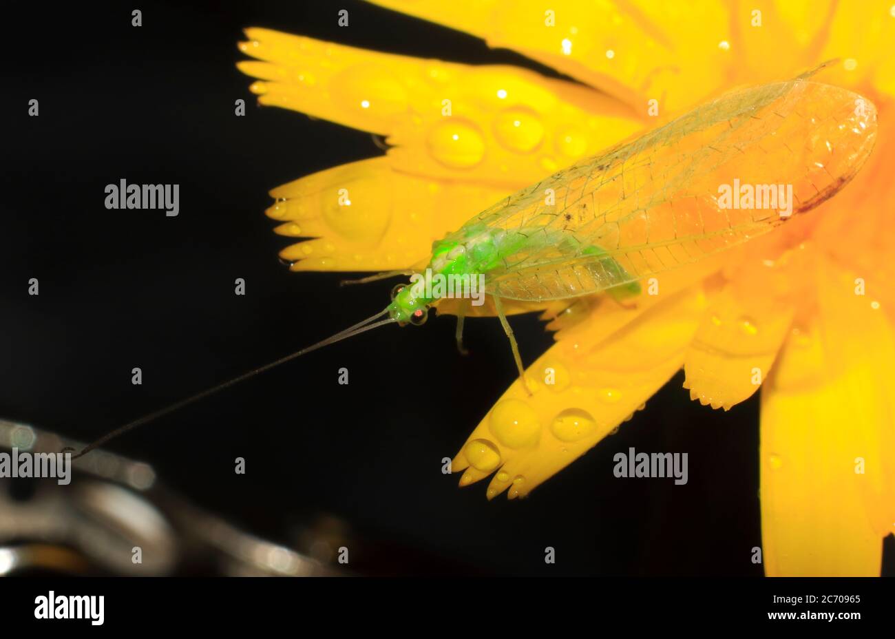 Various Macro Photography Images credit Ian Fairbrother/Alamy Stock ...