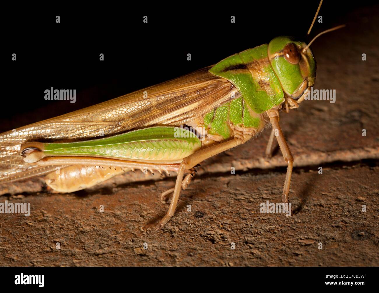 come up locust, Cairo, Egypt Stock Photo