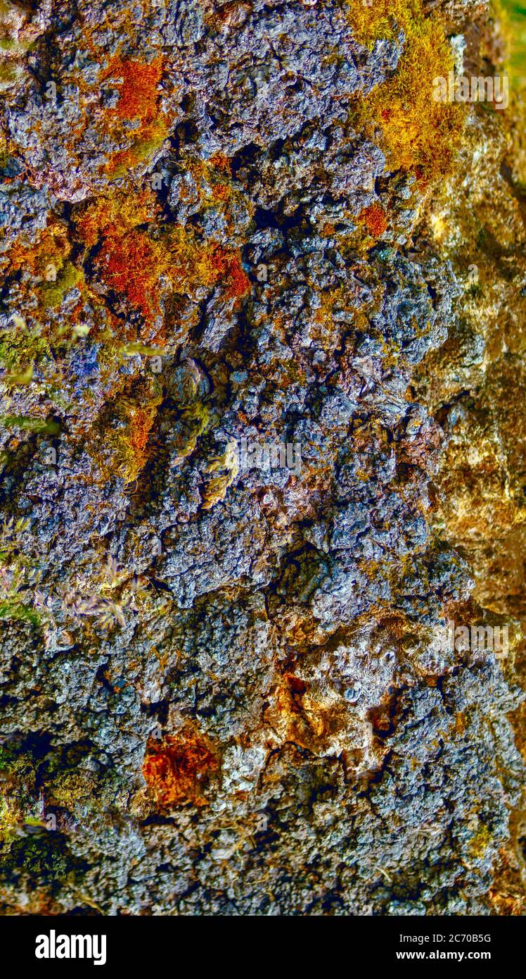 Tree log hi-res stock photography and images - Alamy