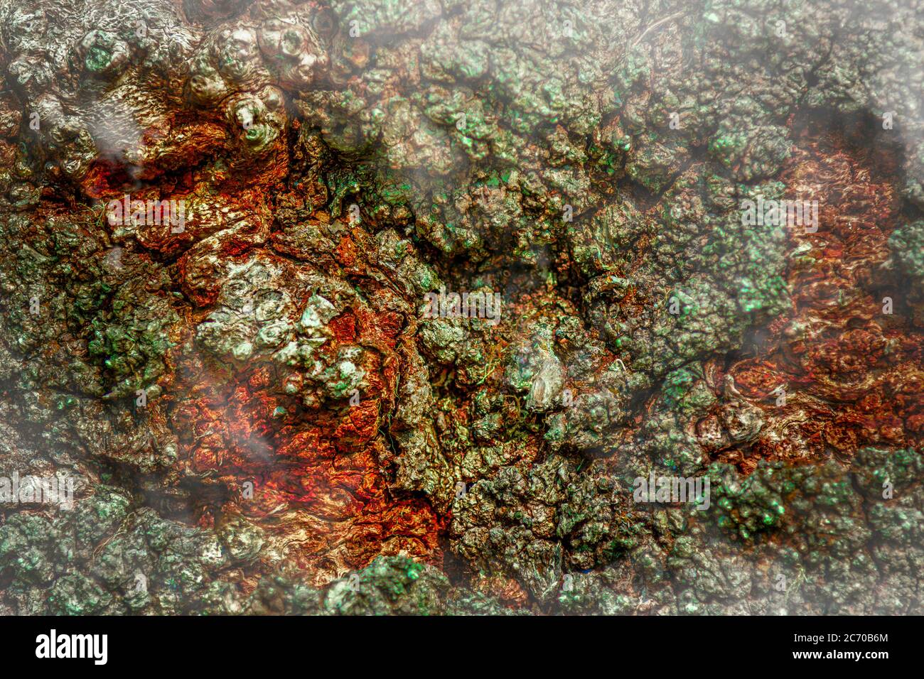 Tree log photo hi-res stock photography and images - Alamy