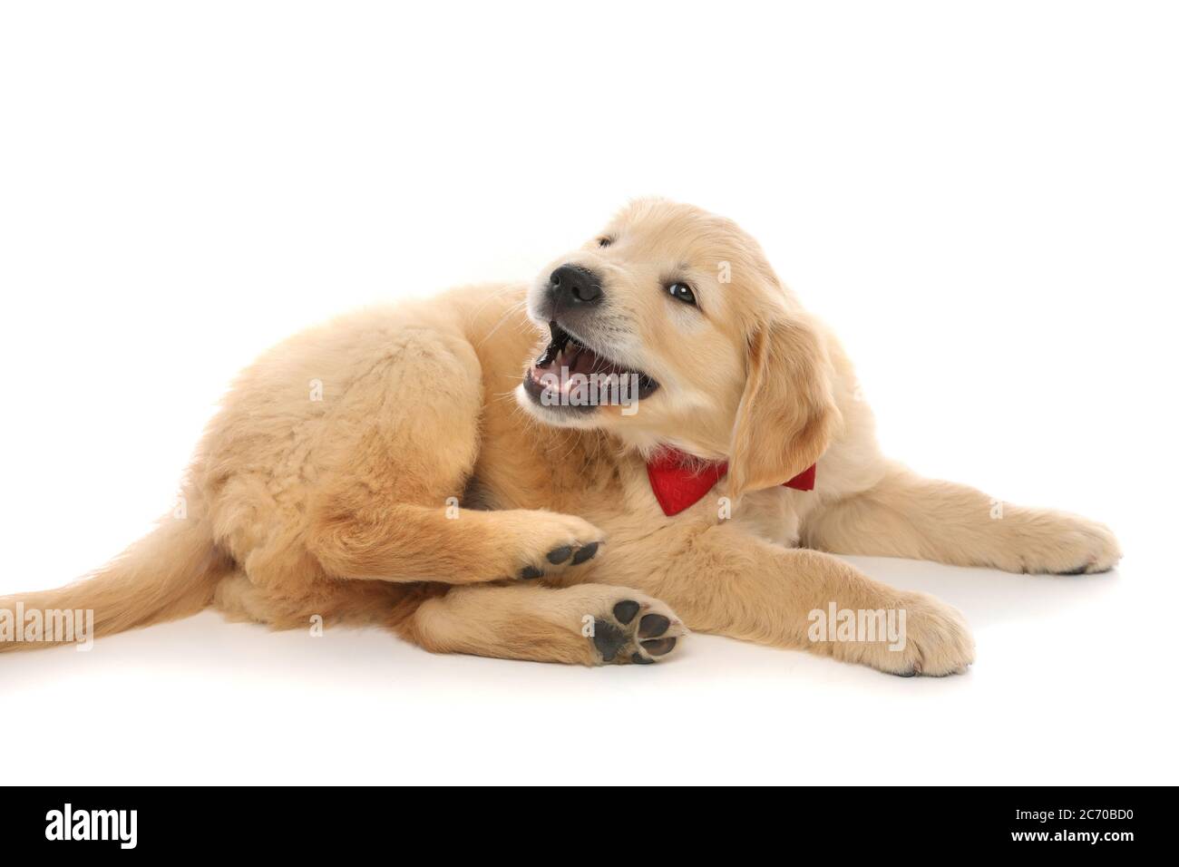 golden retriever dog lying down, barking and wearing a red bowtie on