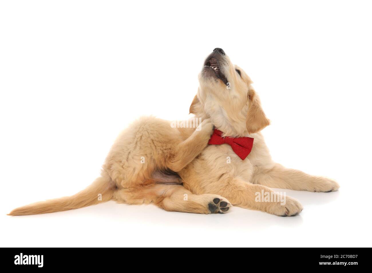 How Can I Stop My Dog From Scratching His Neck