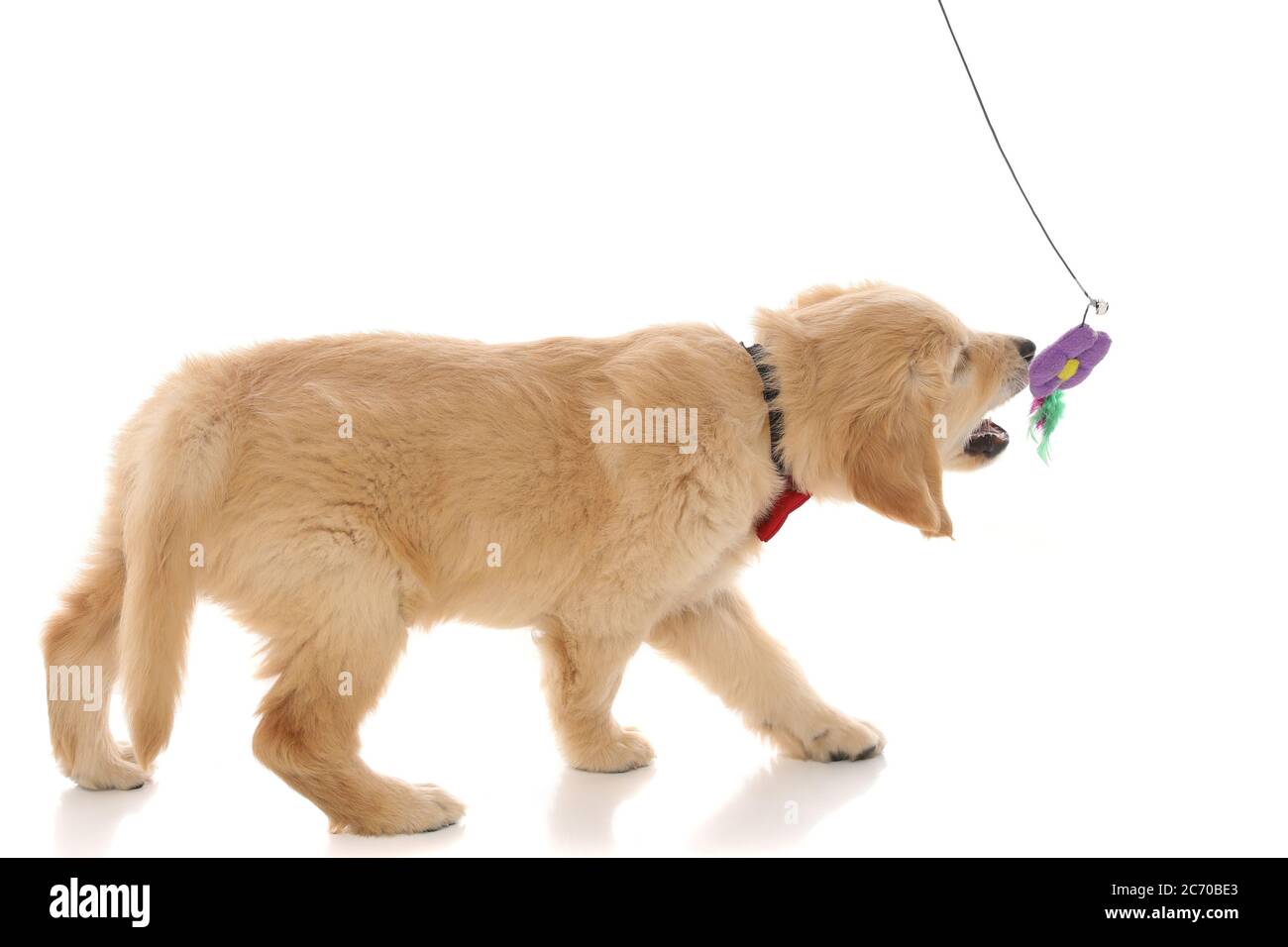 side view of a cute little golden retriever dog playing with a flower ...