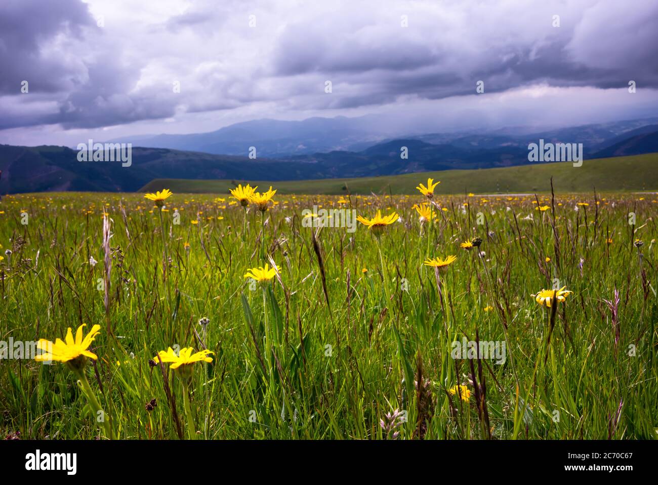 Field of wild flowers, wild flowers in summer meadow Stock Photo - Alamy