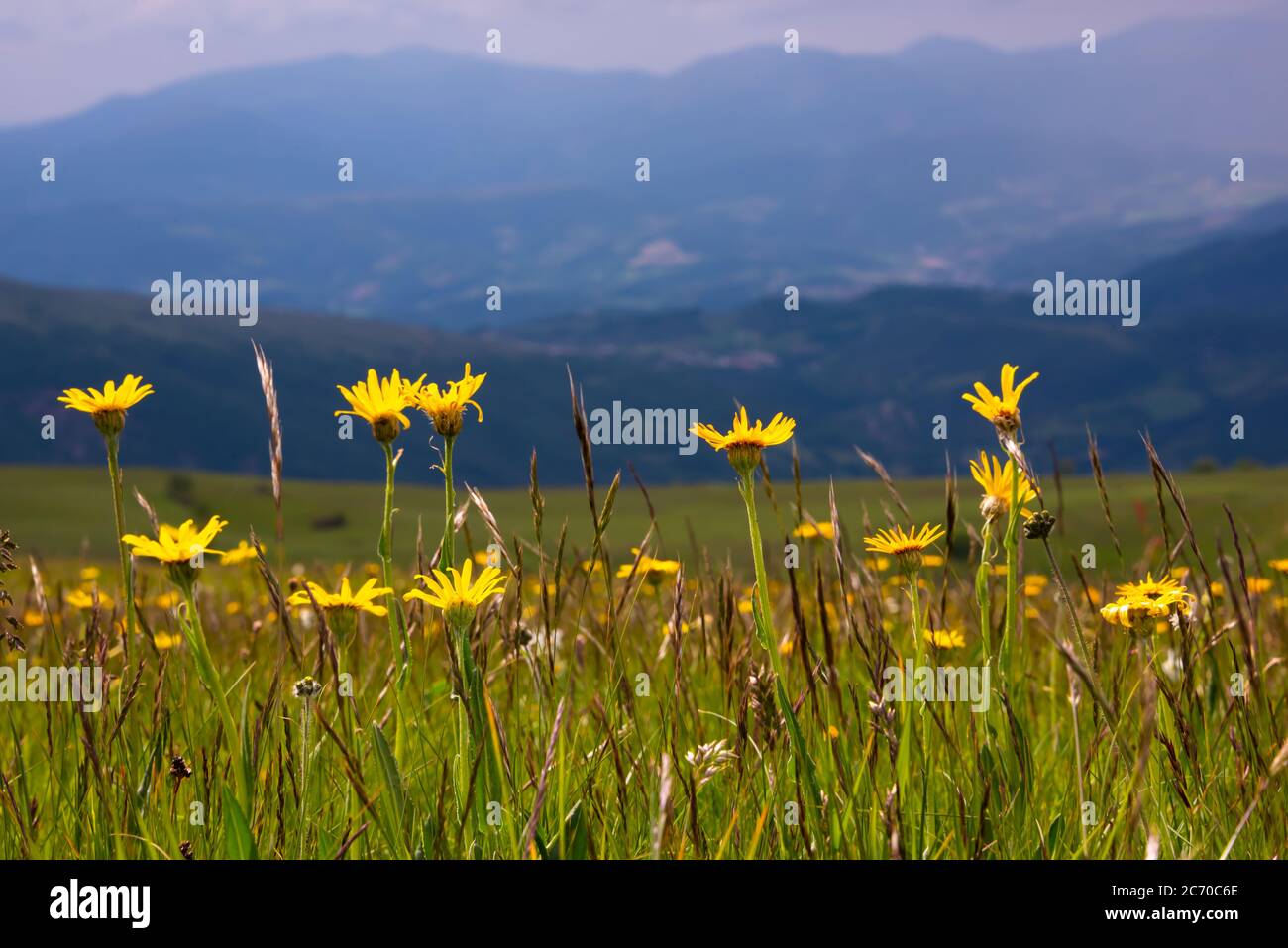 Field of wild flowers, wild flowers in summer meadow Stock Photo - Alamy