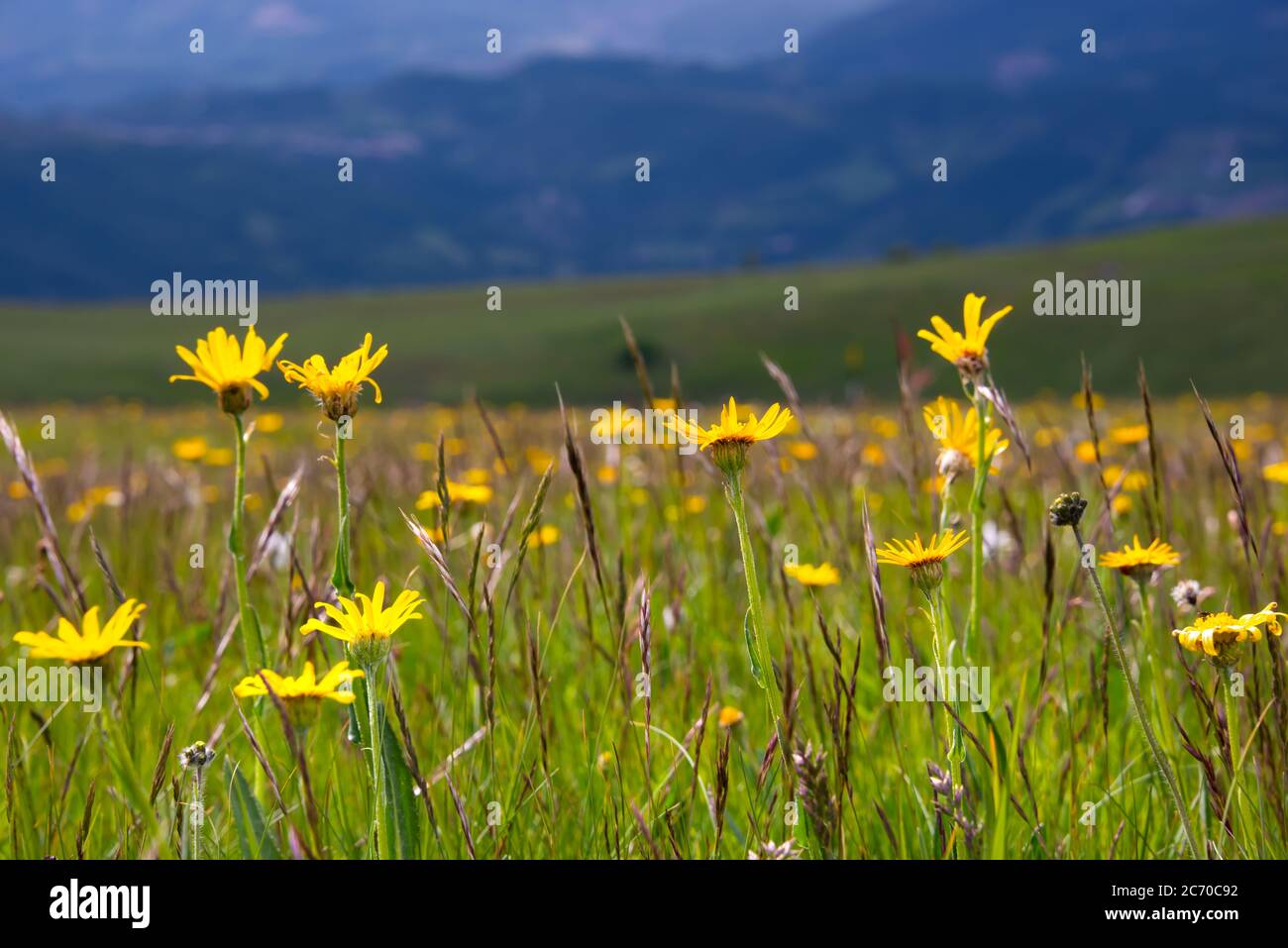 Field of wild flowers, wild flowers in summer meadow Stock Photo - Alamy