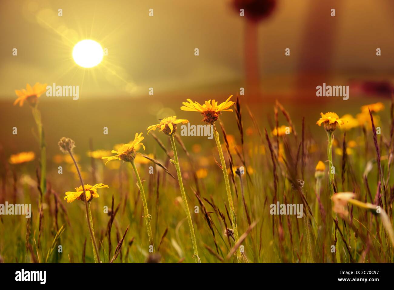 Field of wild flowers, wild flowers in summer meadow Stock Photo - Alamy