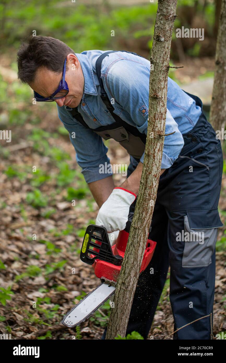 Close up lumberjack in working uniform sawing young tree trunk with ...