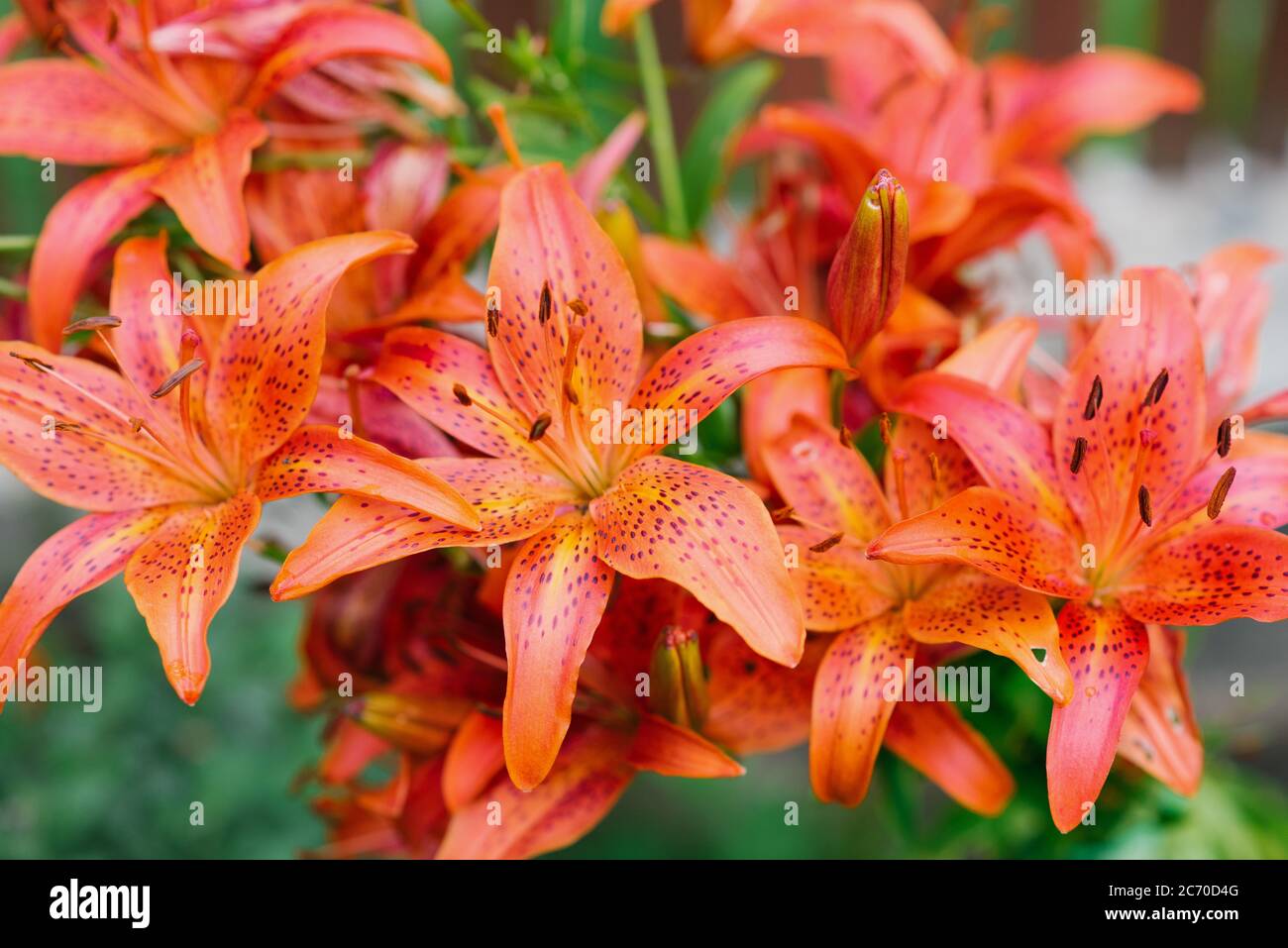 Orange lilies grow in the garden in summer. Flower background Stock Photo