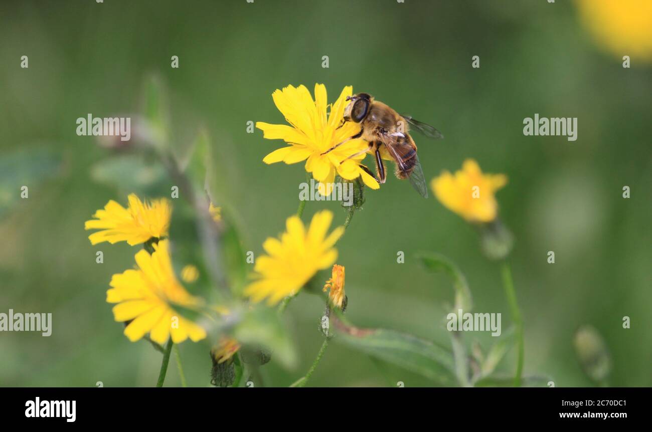 bee on yellow flower in field, pollinating yellow wild flowers Stock Photo