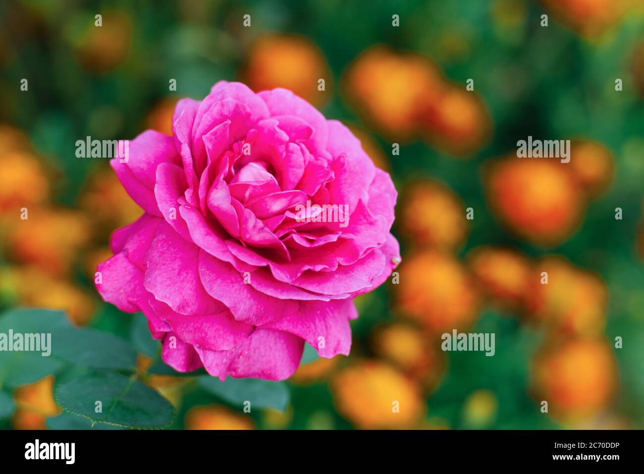 Purple largeflowered tea rose blooms in the garden in summer Stock
