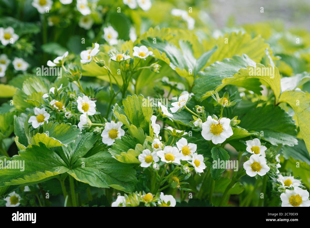 Strawberries in the garden hi-res stock photography and images - Alamy