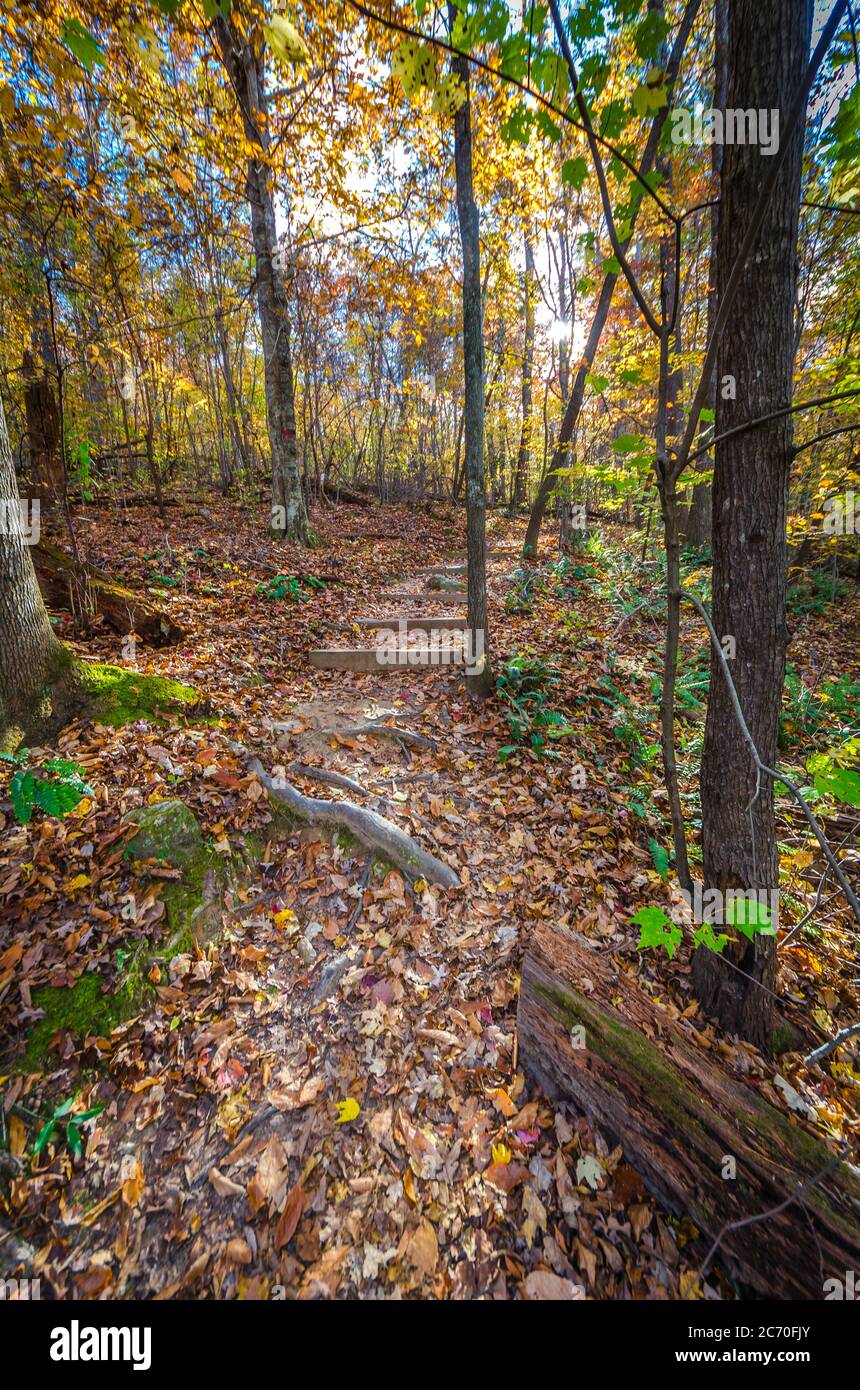 Looking ahead along a hiking trail through the forest during Autumn when Fall colors are on display Stock Photo