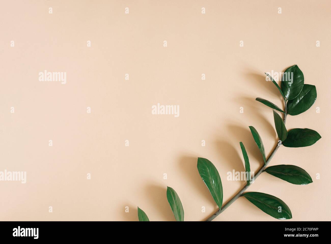 A branch of a green tropical plant zamiokulkas on a beige background with a copy space Stock Photo