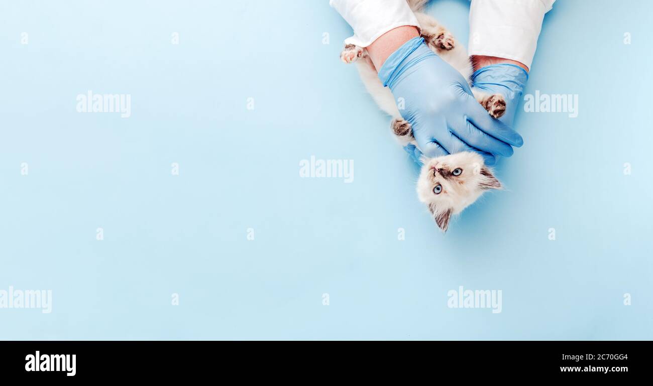 Kitten vet examining. White kitten in doctor hands on color blue background. Kitten pet check up, vaccination in veterinarian animal clinic. Health Stock Photo