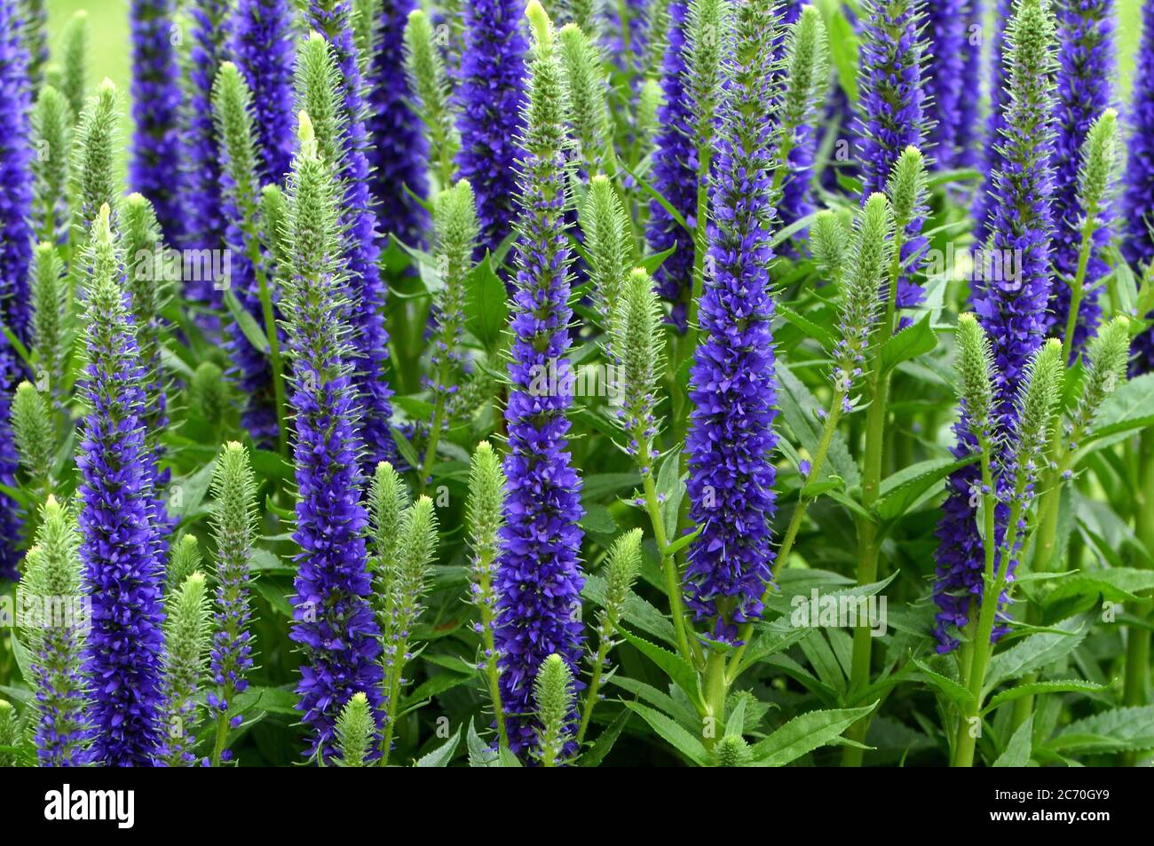 A closeup of the flower spikes of Veronica Ulster Blue Dwarf Stock Photo