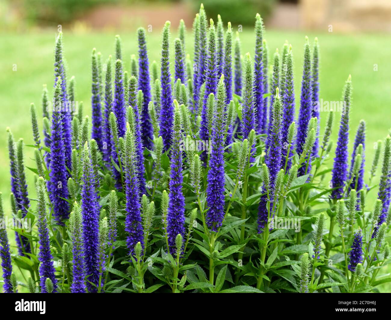 A closeup of the flower spikes of Veronica Ulster Blue Dwarf Stock Photo