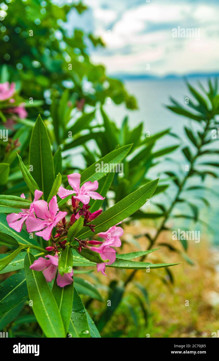 Flowers blooming near a beach along the Aegean Sea just outside of Kusadasi, Turkey Stock Photo