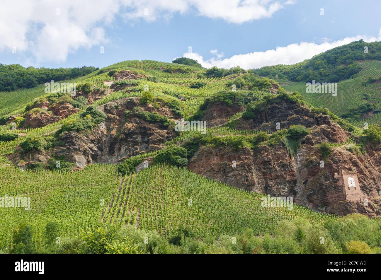 Weinanbau an der Mosel, Rheinland-Pfalz, Deutschland Stock Photo