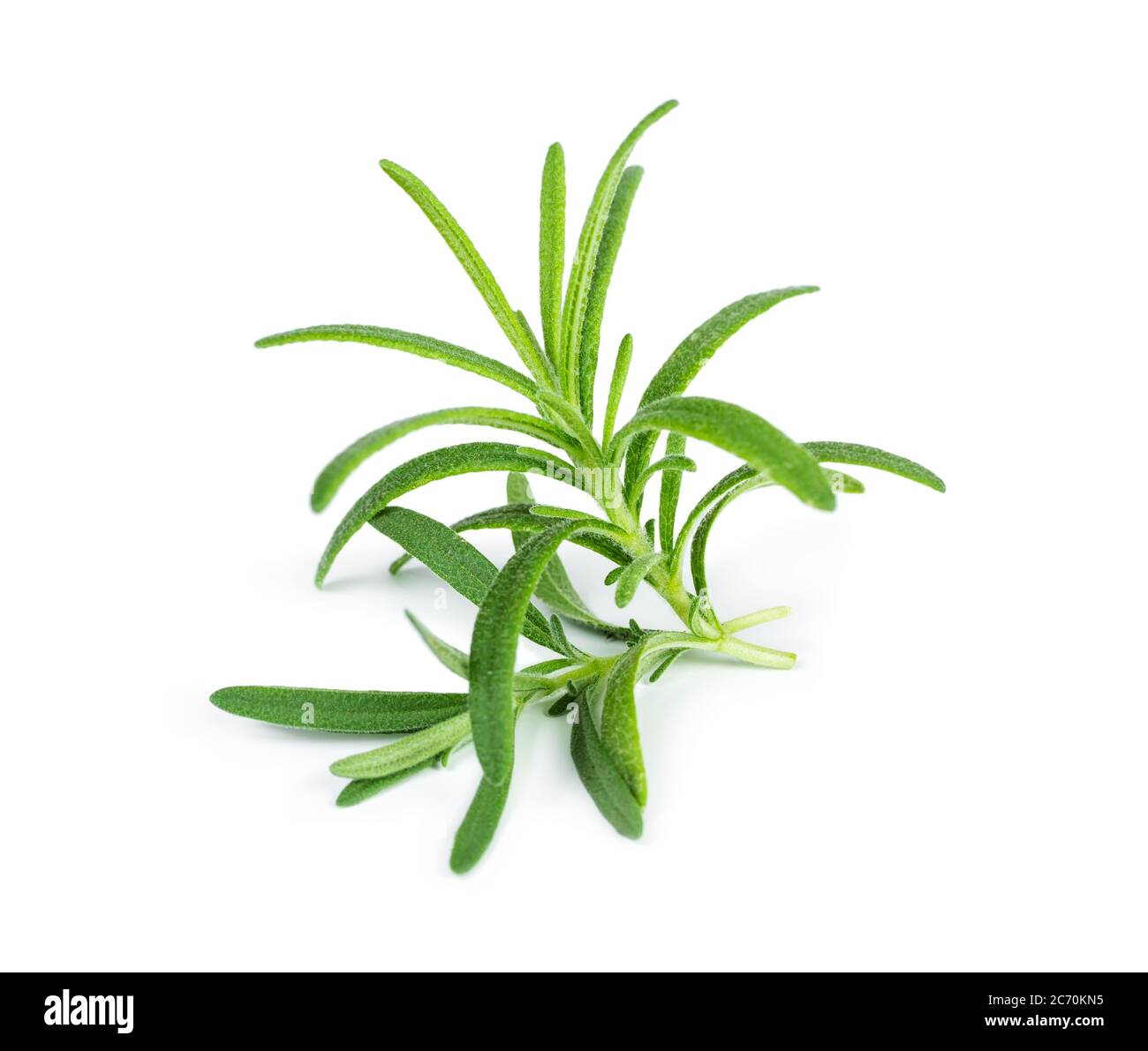 Sprig of fresh rosemary isolated on white background Stock Photo