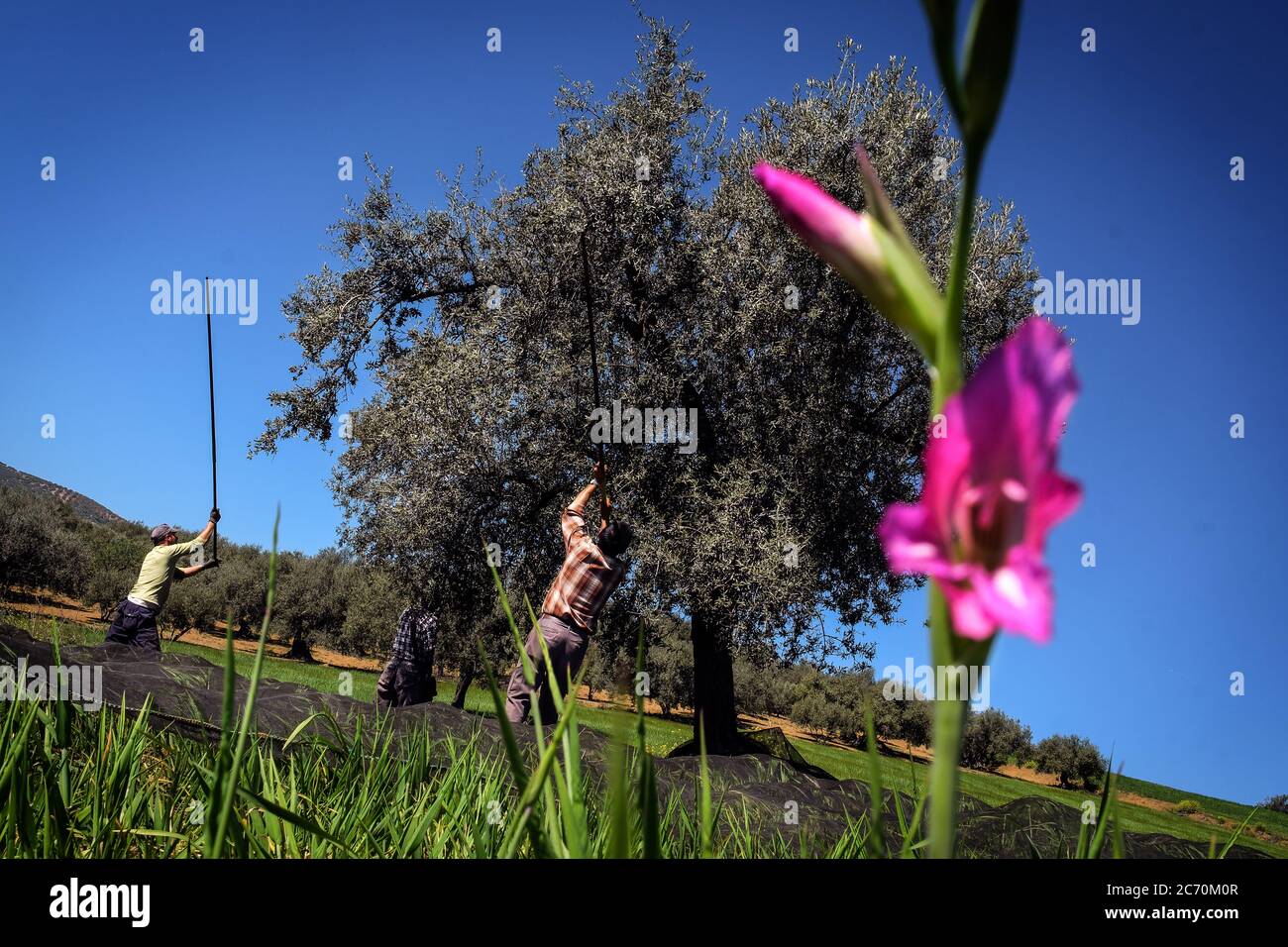A spring flower has bloomed close to an olive tree where Juan Jesus Cuadra, Juan Rodriguez and Salvador López are collecting olives in a field near to Riogordo, Spain. Date: 29/03/2016. Photographer: Xabier Mikel Laburu. Juan Jesus, Juan Rodriguez and Salvador Lopez are laborers who work regularly during the olive and almond campaigns for Salvador Cordero. Stock Photo