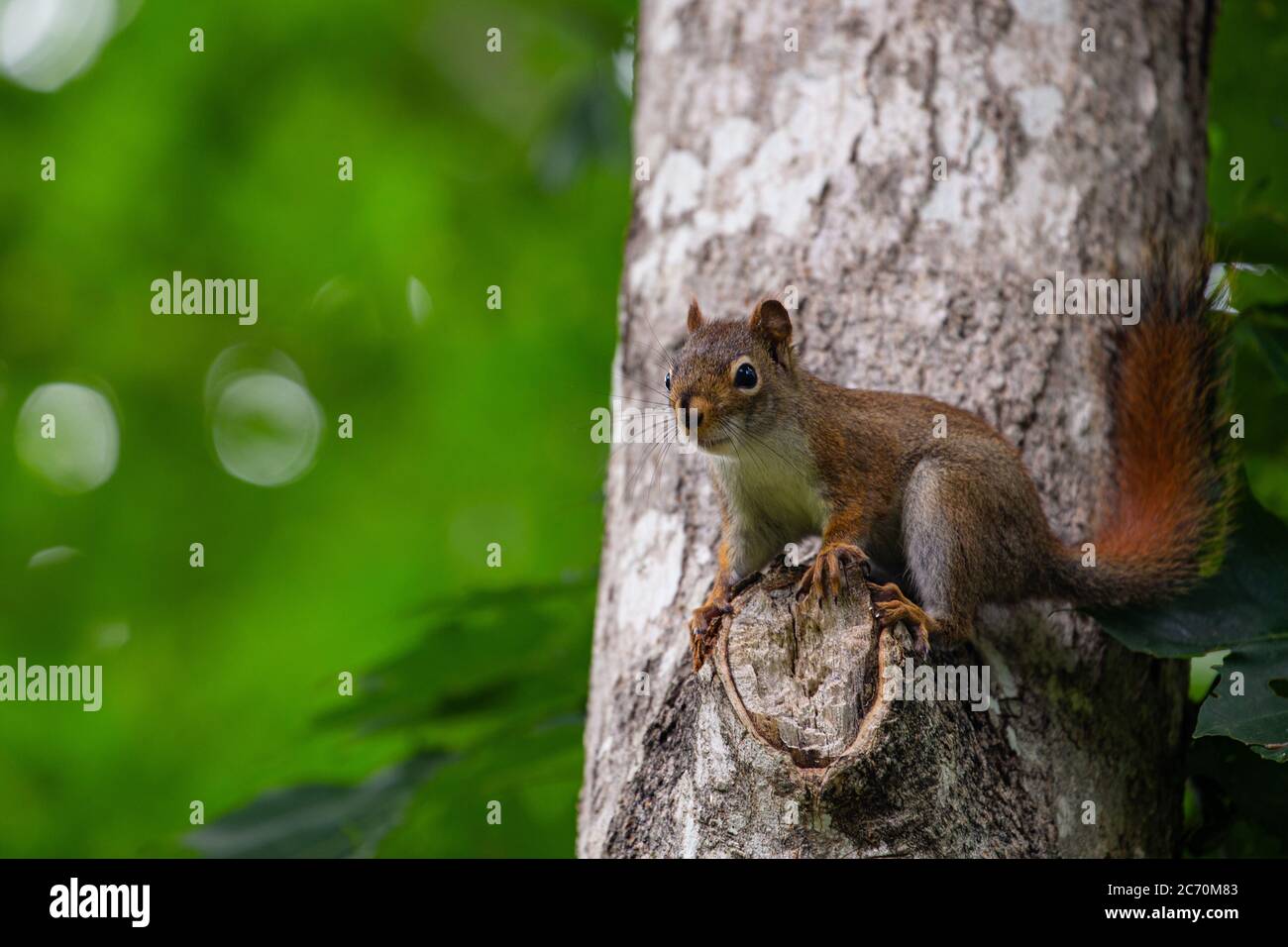 Red squirrel perched on branch of tree. Stock Photo