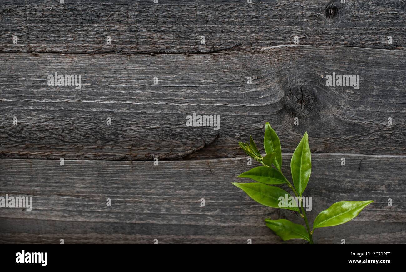 Old wood texture with a plant Stock Photo
