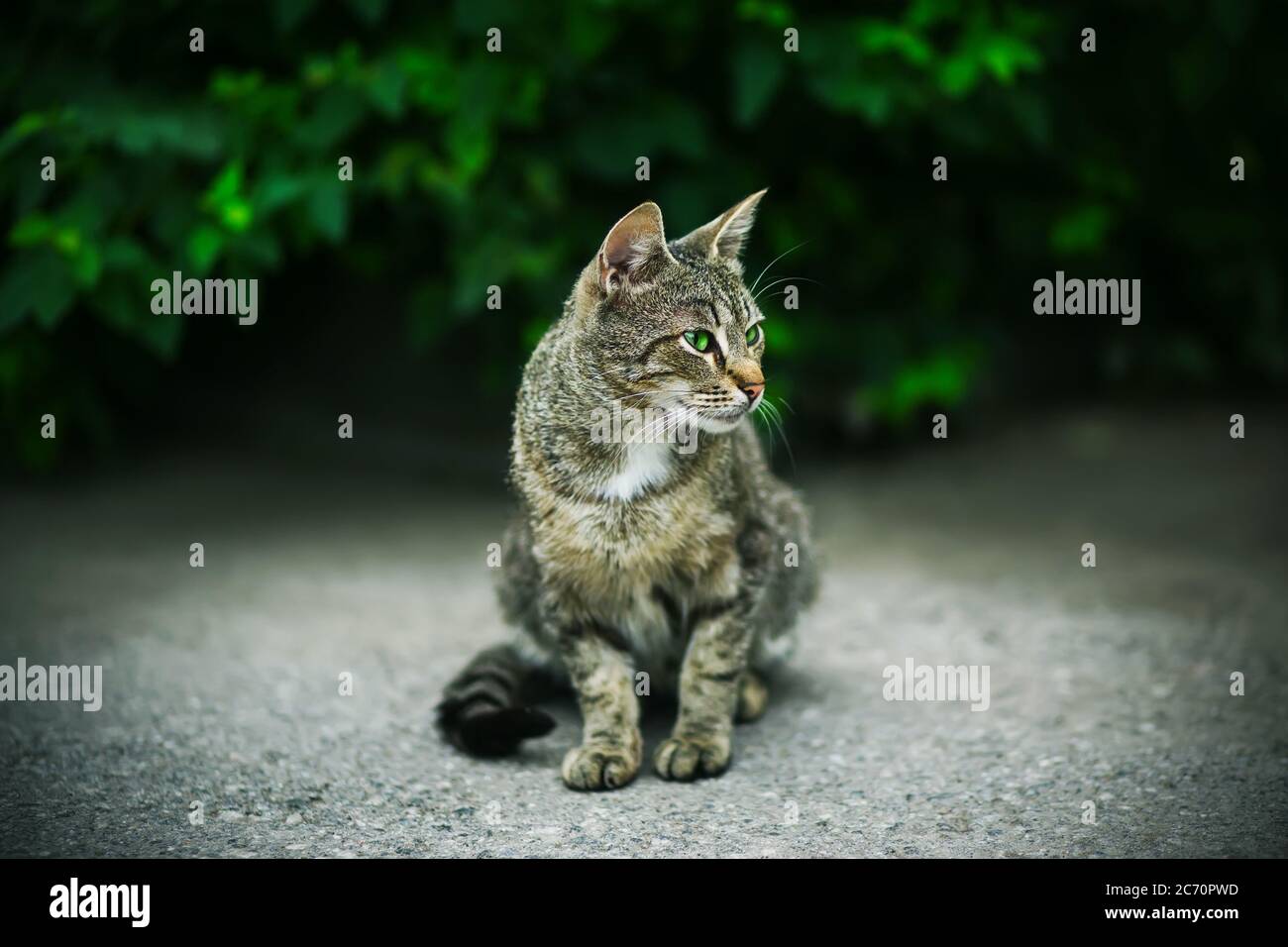 A beautiful striped wild cat with bright green eyes sits against a background of dark green foliage in the summer. Stock Photo