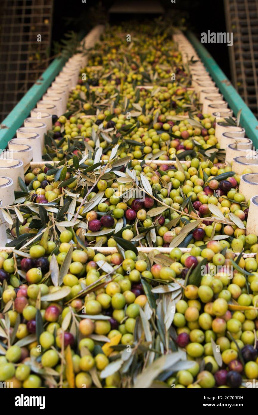 Stock photo of a conveyor belt with lots of olives. Machinery and part of the olive oil extraction process Stock Photo
