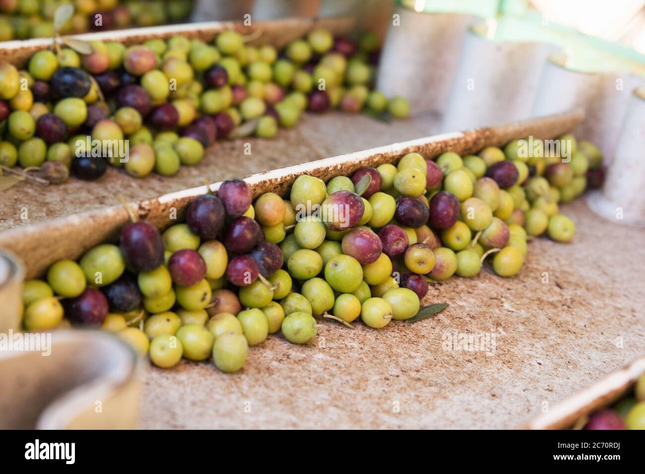 Stock photo of a conveyor belt with lots of olives. Machinery and part of the olive oil extraction process Stock Photo