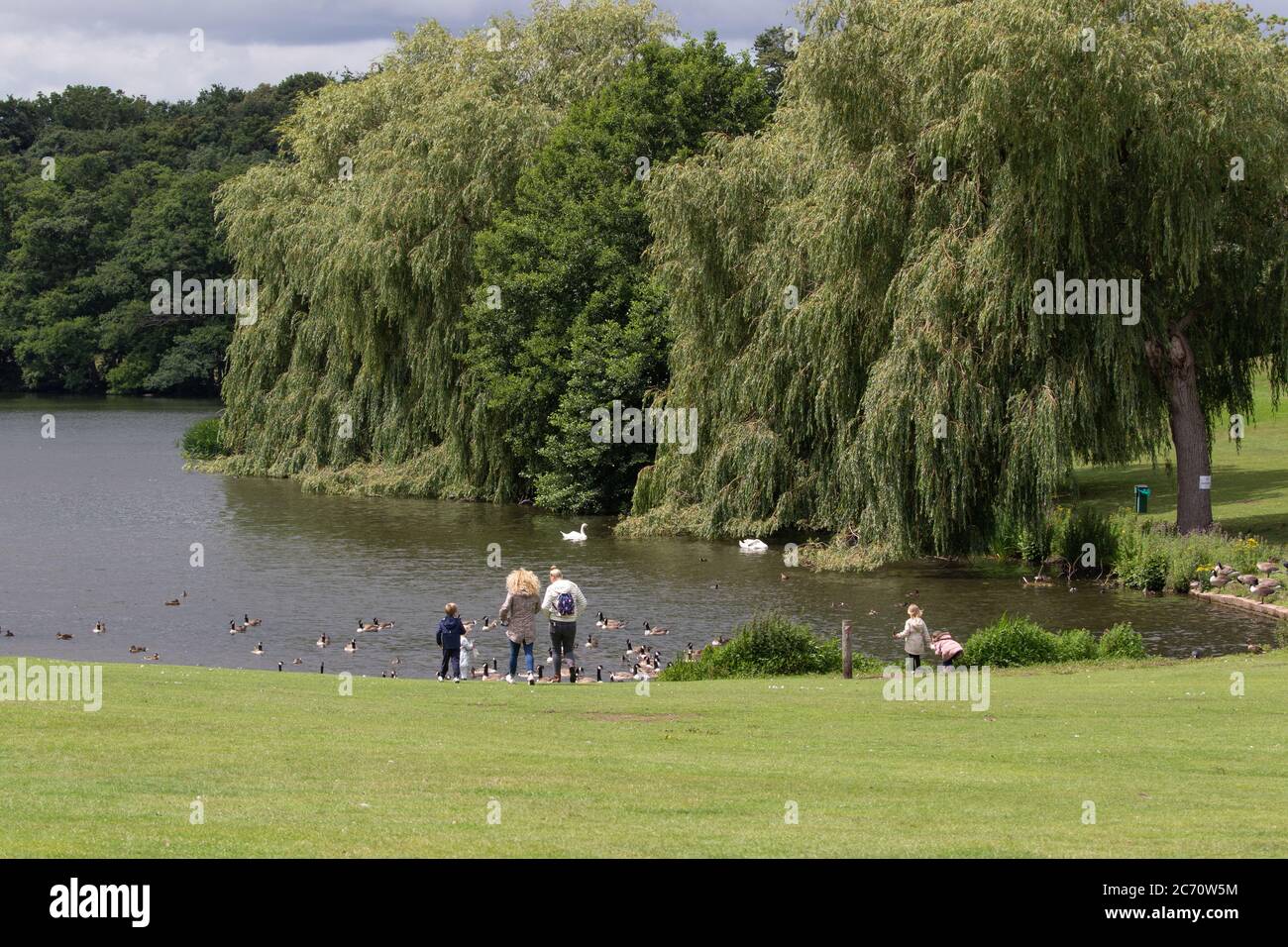 Small group of people with children feeding Canada Geese on lake at Himley Hall. 10th July 2020. British Isles Stock Photo