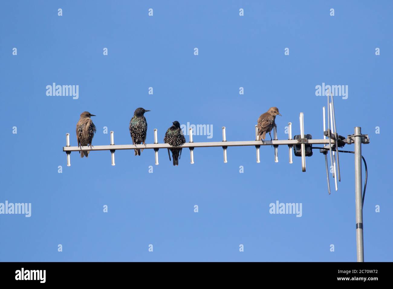 Starlings,  Sturnus vulgaris. Small flock on young and adult birds perched on television aerial against a blue sky. British isles Stock Photo