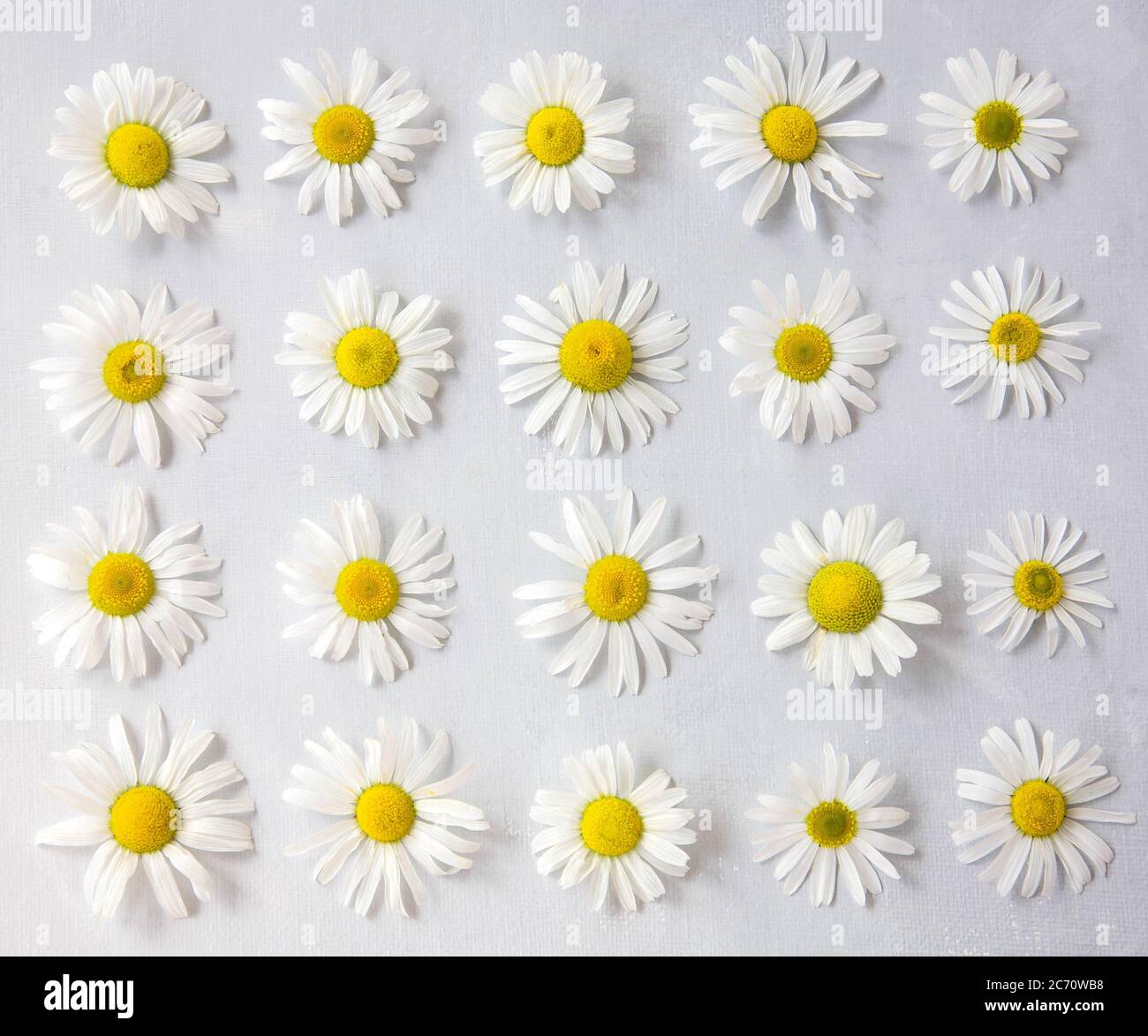 Flower arrangement of daisies on a gray background, top view, flat lay. Spring, summer concept. Stock Photo