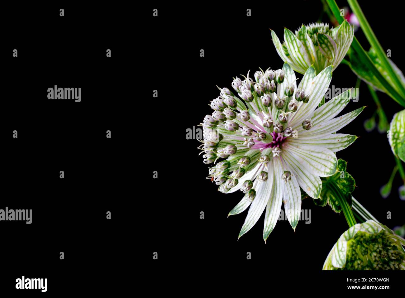 Flowers of a great masterwort isolated on black background, Astrantia major or Grosse Sterndolde Stock Photo