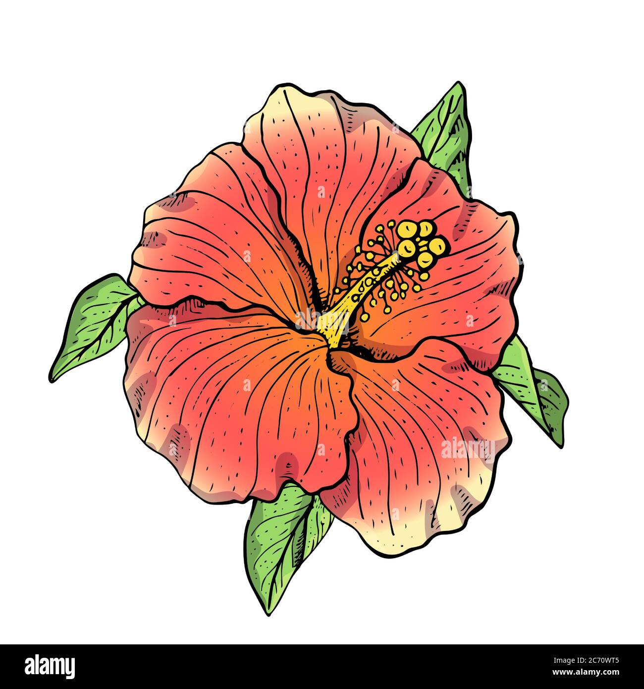 Premium Vector | Hand drawn hibiscus flower drawing illustration.-saigonsouth.com.vn