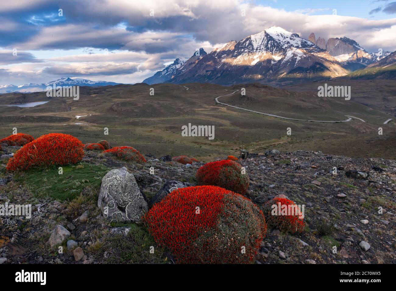 Flowers of Anarthrophyllum desideratum at Torres del Paine National Park, Chile Stock Photo