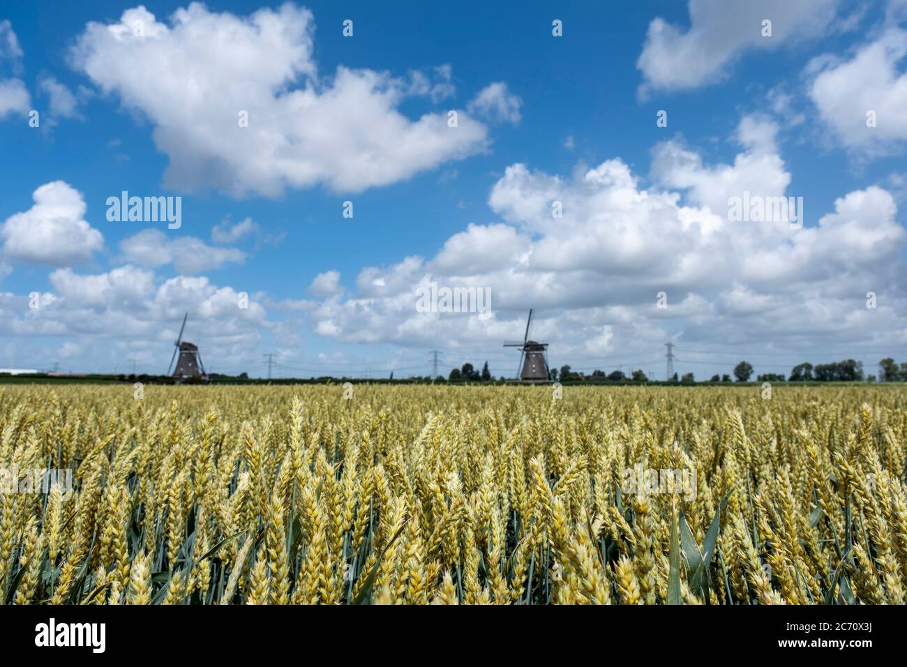 Wheat field ready for harvest under a blue summer sky. Netherlands ...