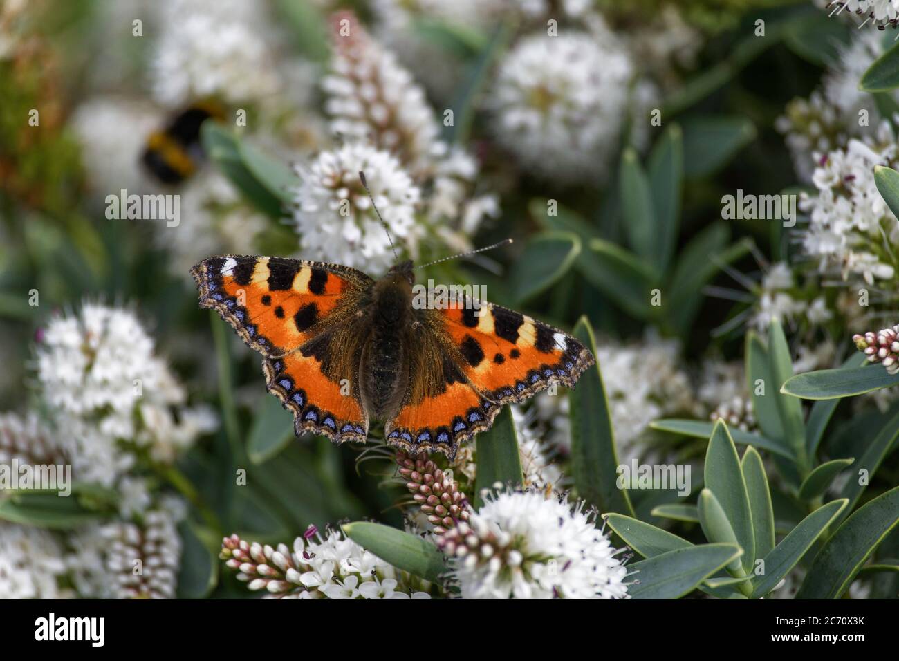 Small Tortoiseshell butterfly feeding on Hebe flowers Stock Photo