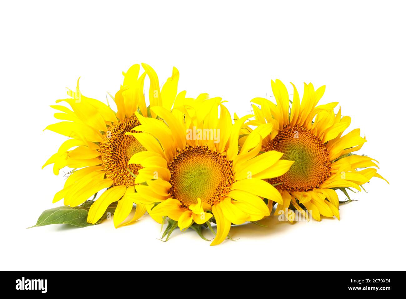 Three beautiful sunflowers isolated on white background Stock Photo