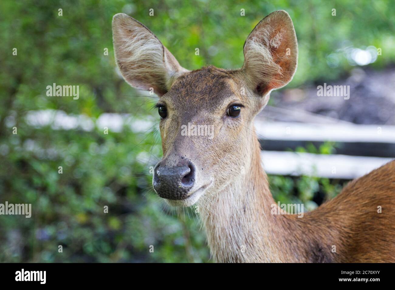 Rain forest ecosystem animals hi-res stock photography and images - Alamy