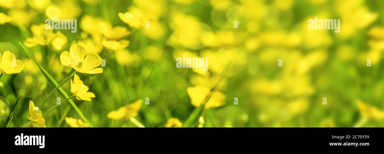 Field of yellow buttercup flowers, panoramic summer background Stock Photo