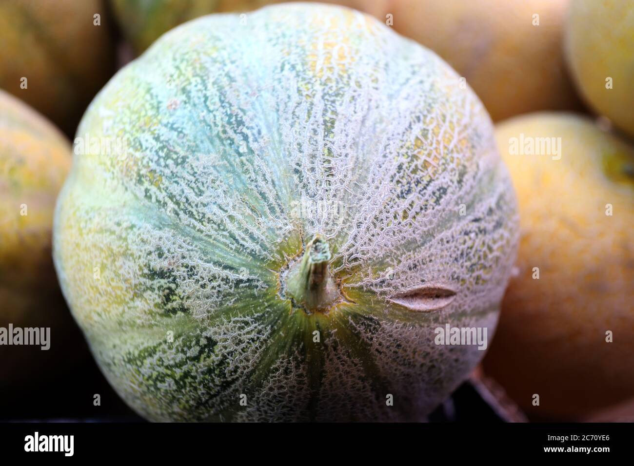 Close up of melons. Texture of melon peel. Stock Photo