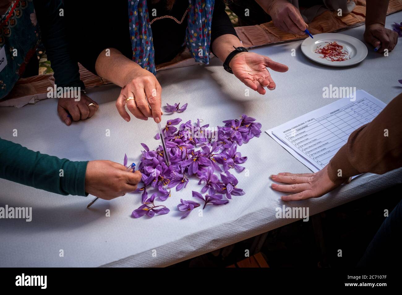 Jury checks the contestant pucked saffon during the saffron plucking